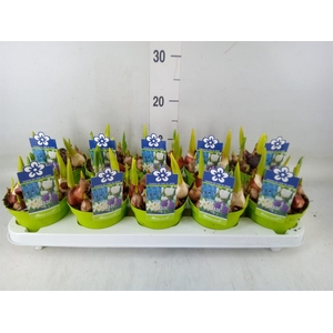 Bolbloemen   ...mix