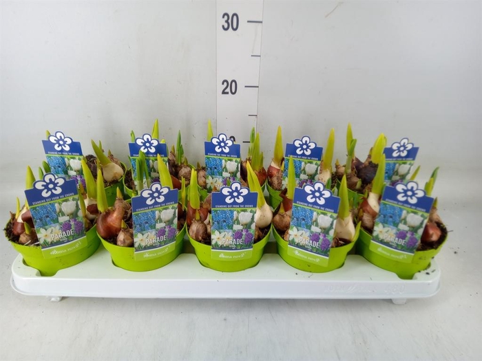 <h4>Bolbloemen   ...mix</h4>