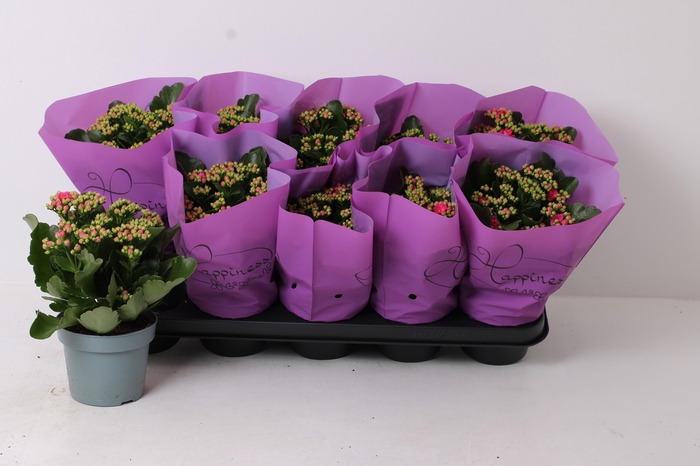 <h4>KAL GE PERFECTA PURP</h4>