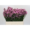 Limonium sinuatum Rosella Sun Birds