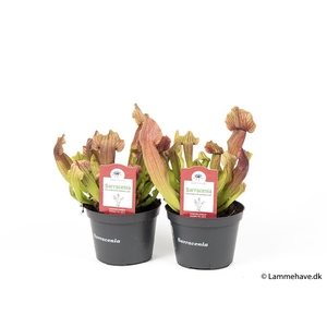 SARRACENIA PURPUREA