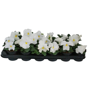 Viool F1 zuiver wit p9