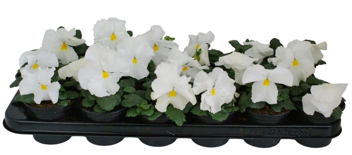 <h4>Viool F1 zuiver wit p9</h4>