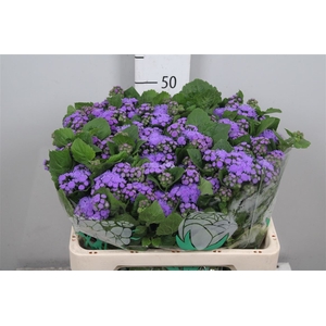 Ager H Blue Horizon