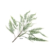 Fern Nephrolepis Branch Green