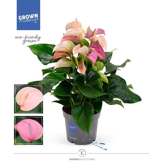 <h4>Anthurium mix</h4>