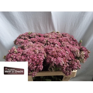 SEDUM SP CARL