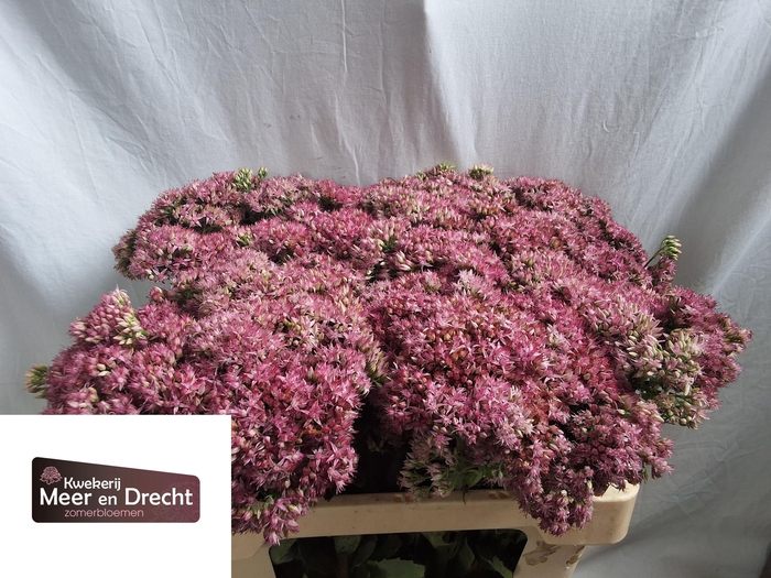 <h4>SEDUM SP CARL</h4>
