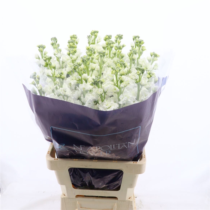 <h4>Matthiola Iron White</h4>