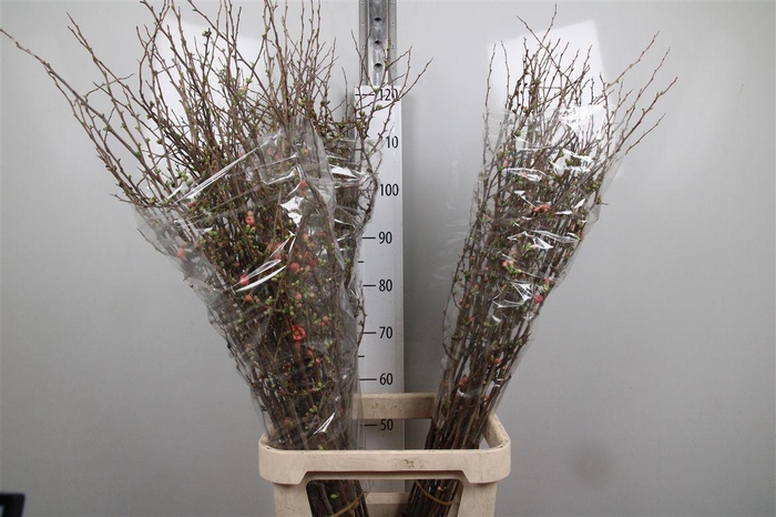 <h4>Chaenomeles Superba</h4>