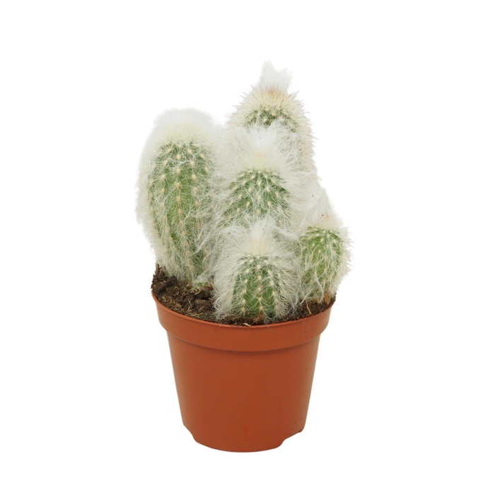 <h4>Espostoa melanostele</h4>