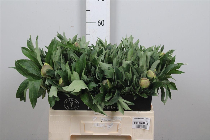 <h4>Paeo Bartzella</h4>