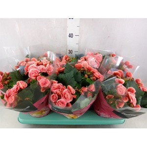 Begonia elat. DU 'Borias'