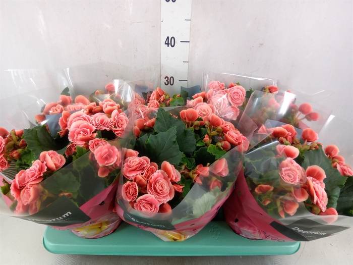<h4>Begonia elat. DU 'Borias'</h4>