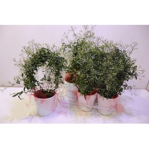 arr8 Arr Jasm In Keramiek