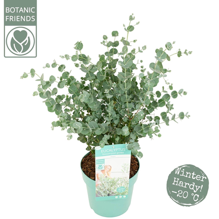 <h4>Eucalyptus gunnii 'Azura'</h4>