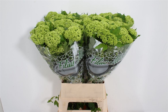 <h4>Viburnum Roseum St 4+</h4>