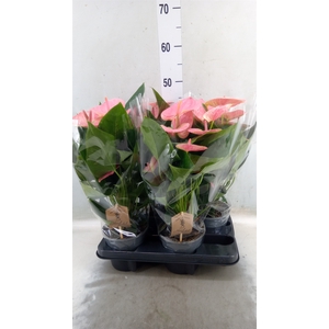 Anthurium andr. 'Sweet Dream'