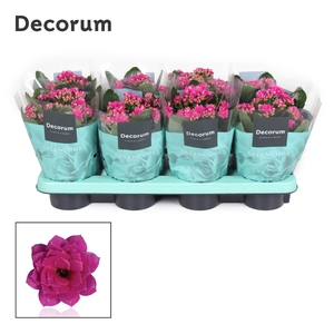 Kalanchoe Decorum - Purple