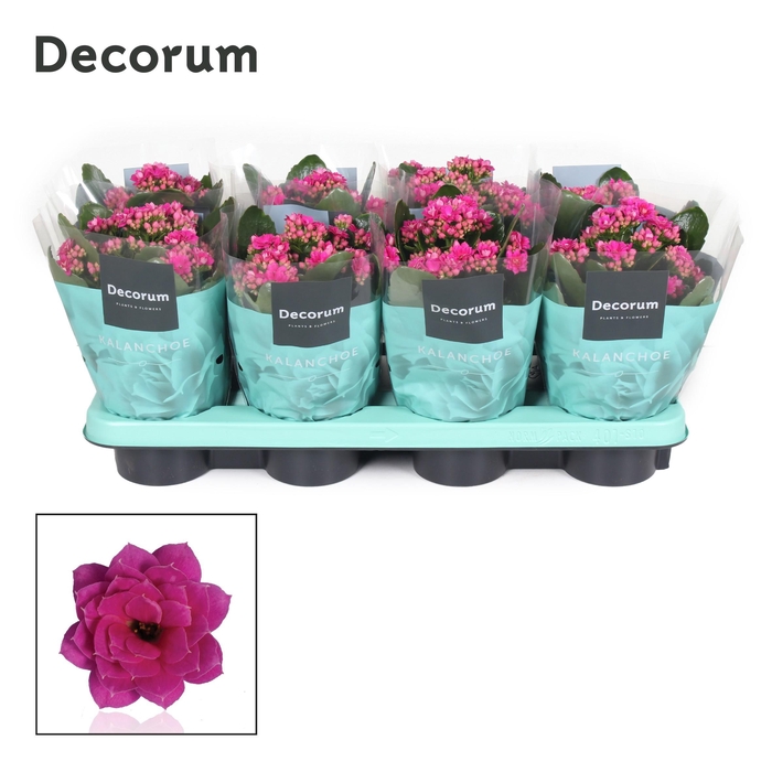 <h4>Kalanchoe Decorum - Purple</h4>
