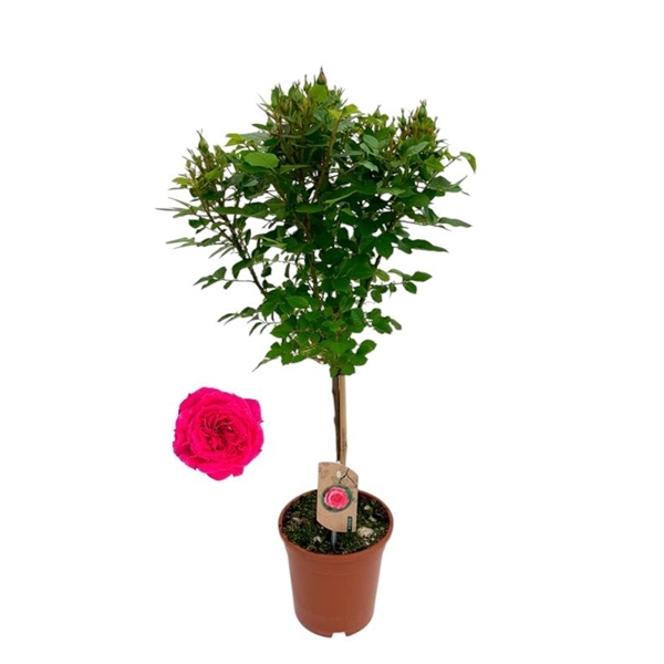 <h4>Roos op stam, roze</h4>