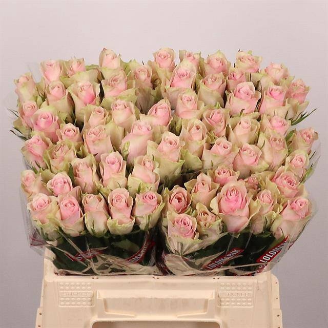 <h4>R Gr Pink Athena Extra Lolo</h4>