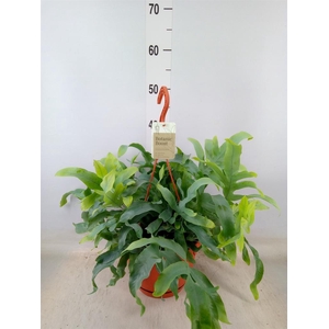 Phlebodium aureum 'Blue Star'