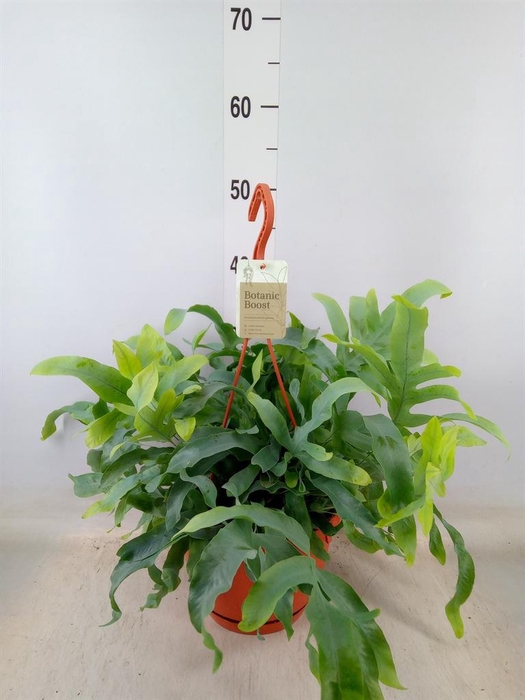 <h4>Phlebodium aureum 'Blue Star'</h4>