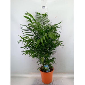 Chamaedorea elegans