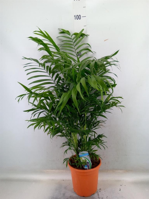 <h4>Chamaedorea elegans</h4>