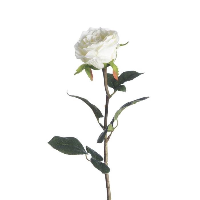 AF Rosa L68cm White