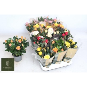 RO KORDAN GRANDE GEM