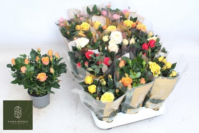 <h4>RO KORDAN GRANDE GEM</h4>