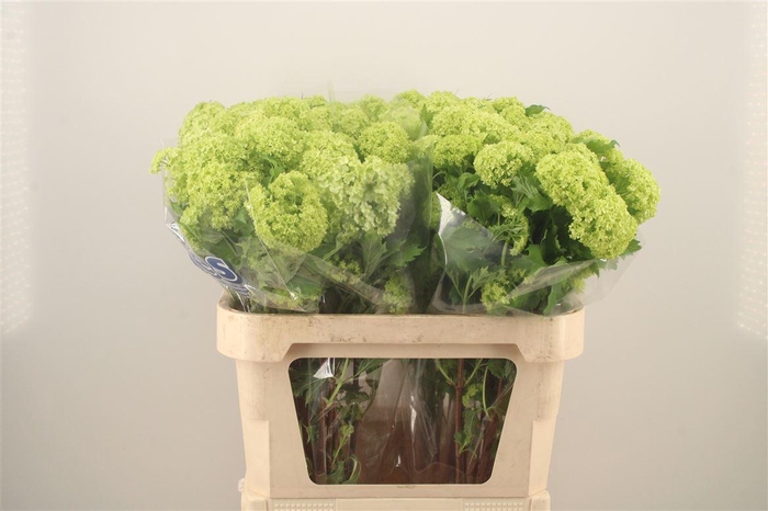 <h4>Viburnum Roseum St</h4>