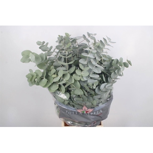 EUC CINEREA PER BOS