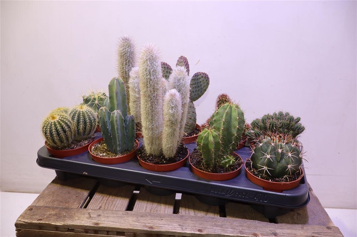 <h4>arr8 Cactus Gem</h4>