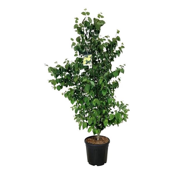 <h4>Cercidiphyllum japonicum</h4>