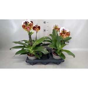 Paphiopedilum  'Amerikaanse hybrid'