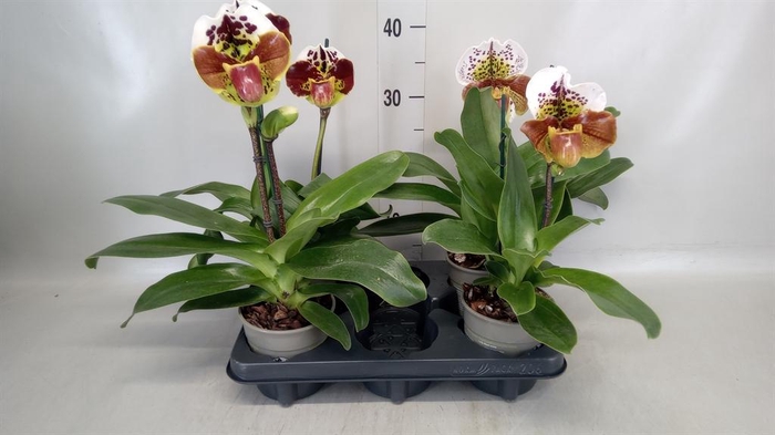 <h4>Paphiopedilum  'Amerikaanse hybrid'</h4>