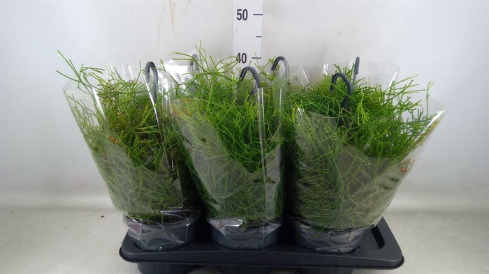 <h4>Chamaedorea elegans</h4>