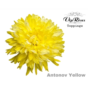 Chr G Antonov Yellow