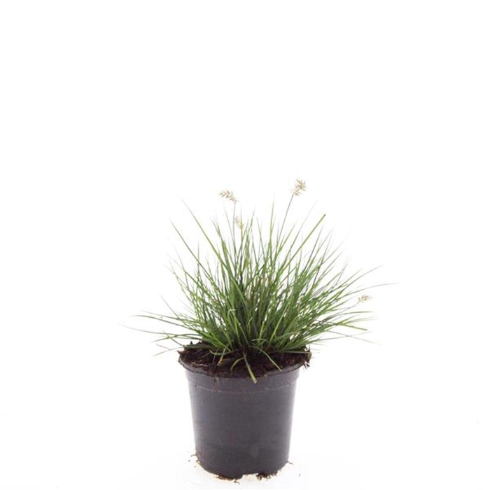 <h4>Pennisetum alopecuroides Little Bu</h4>