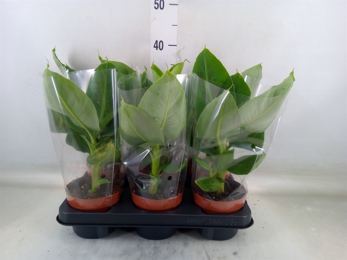 <h4>Musa  'Tropicana'</h4>