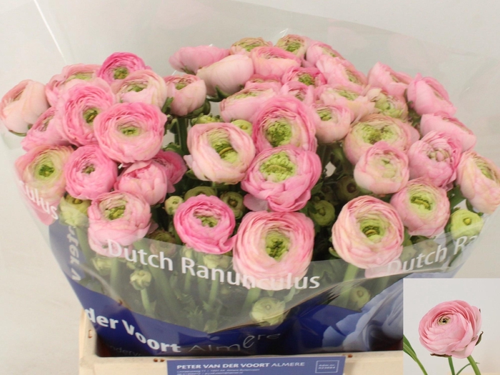 <h4>RAN SU CONFETTO</h4>