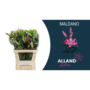 LI OT MALDANO