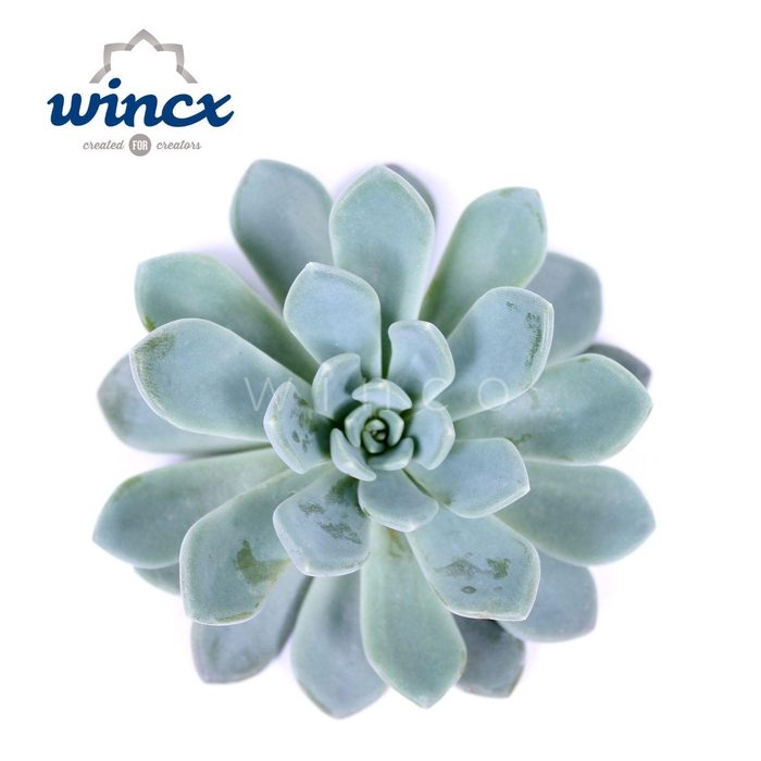 <h4>Echeveria Elegance Cutflower Wincx-8cm</h4>