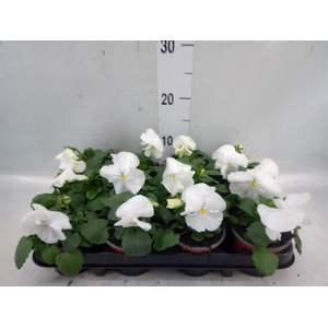 Viola wr. 'Delta Pure White'