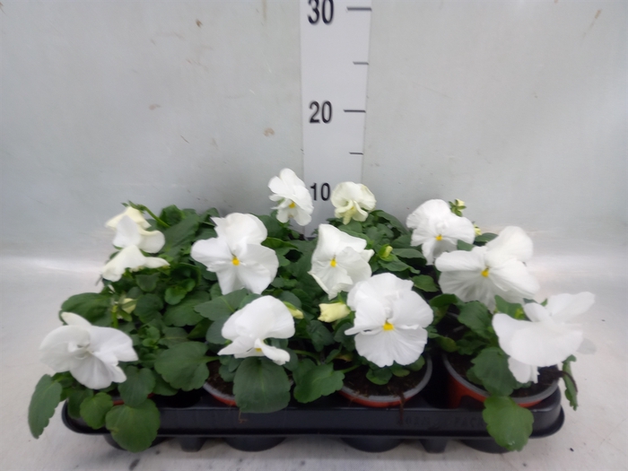 <h4>Viola wr. 'Delta Pure White'</h4>