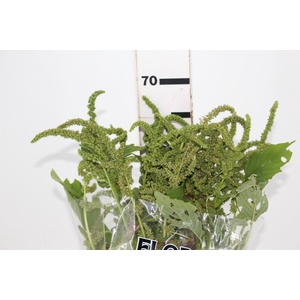 AMARANTHUS VERDE