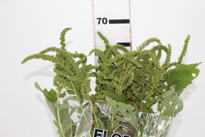 <h4>AMARANTHUS VERDE</h4>